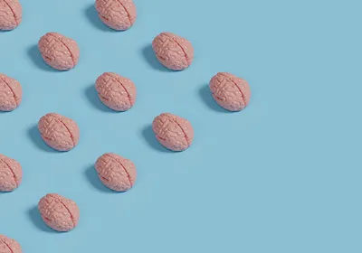 Several miniature brain models, representing human neural organoids, often colloquially called minibrains, are laid out on a light blue surface. The pattern of these organoids seem arrow-like, indicating the future directions of the field that neuroscientists and ethicists envision.