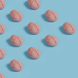 Several miniature brain models, representing human neural organoids, often colloquially called minibrains, are laid out on a light blue surface. The pattern of these organoids seem arrow-like, indicating the future directions of the field that neuroscientists and ethicists envision.