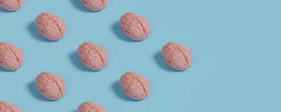 Several miniature brain models, representing human neural organoids, often colloquially called minibrains, are laid out on a light blue surface. The pattern of these organoids seem arrow-like, indicating the future directions of the field that neuroscientists and ethicists envision.