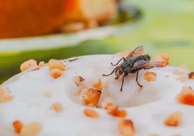 A close-up image of a fly landing on a dessert