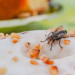 A close-up image of a fly landing on a dessert A close-up image of a fly landing on a dessert