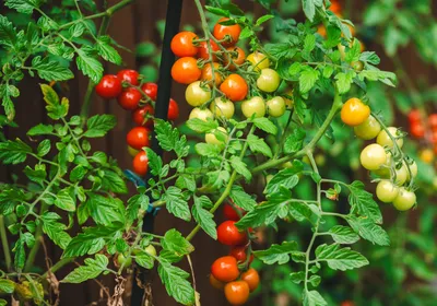 Red and green small tomatoes. A new genetic engineering approach helped gene-edited plants grow faster.