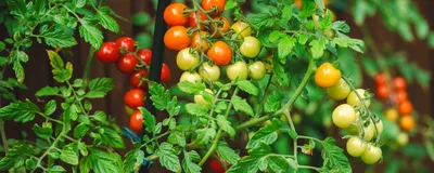 A new genetic engineering approach helped gene-edited plants grow faster.