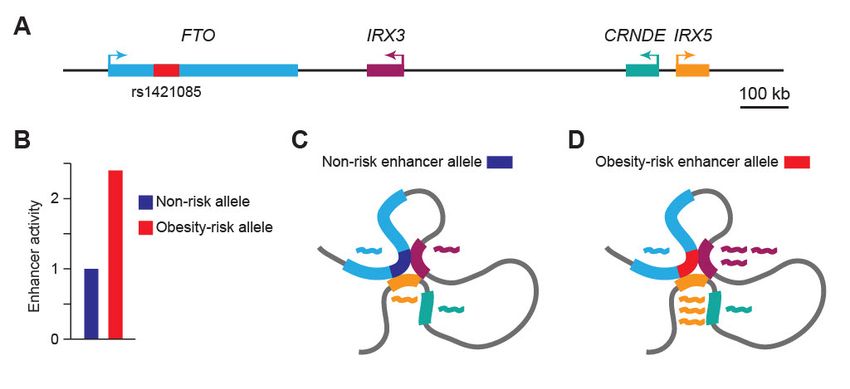 3D genome conformation and gene expression control at the human FTO locus. A) The FTO gene locus encompasses the genes FTO (light blue), IRX3 (burgundy), CRNDE (teal), and IRX5 (orange), with the obesity-risk SNP (rs1421085) containing enhancer located within the FTO gene (red). B) The obesity-risk enhancer allele has stronger enhancer activity than the non-risk allele (modified from reference 14). C) and D) 3D genome folding of the FTO locus (modified from reference 13). The obesity risk enhancer allele (red; D) drives increased expression of IRX3 and IRX5 compared to the non-risk enhancer allele (blue; C). Genes are shown in the same colors as in A), with the corresponding RNA transcripts depicted as wavy lines in the same colors. 3D genome conformation and gene expression control at the human FTO locus. A) The FTO gene locus encompasses the genes FTO (light blue), IRX3 (burgundy), CRNDE (teal), and IRX5 (orange), with the obesity-risk SNP (rs1421085) containing enhancer located within the FTO gene (red). B) The obesity-risk enhancer allele has stronger enhancer activity than the non-risk allele (modified from reference 14). C) and D) 3D genome folding of the FTO locus (modified from reference 13). The obesity risk enhancer allele (red; D) drives increased expression of IRX3 and IRX5 compared to the non-risk enhancer allele (blue; C). Genes are shown in the same colors as in A), with the corresponding RNA transcripts depicted as wavy lines in the same colors.