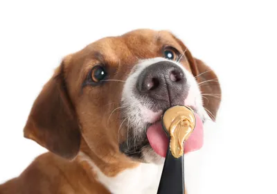 A brown dog stares at a spoon of peanut butter in front of its face with wide eyes. A brown dog stares at a spoon of peanut butter in front of its face with wide eyes.