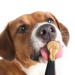 A brown dog stares at a spoon of peanut butter in front of its face with wide eyes. 