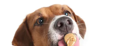A brown dog stares at a spoon of peanut butter in front of its face with wide eyes. 