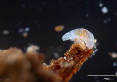 Microscopy image shows a tardigrade perched on a branch-like structure. Microscopy image shows a tardigrade perched on a branch-like structure.