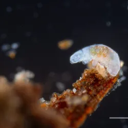 Microscopy image shows a tardigrade perched on a branch-like structure.