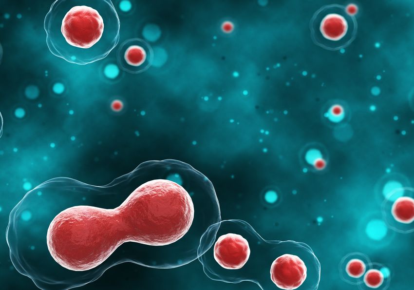 Transparent cells with red nuclei are dividing against a blue background. Transparent cells with red nuclei are dividing against a blue background.
