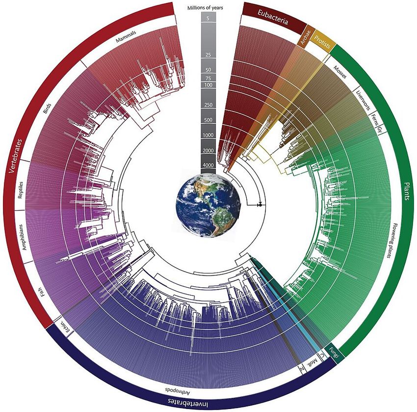 A phylogenetic tree is shown in different colors surrounding a picture of the Earth.