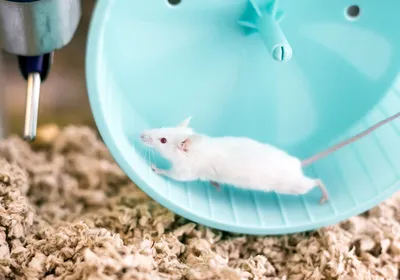 Mouse running on exercise wheel.