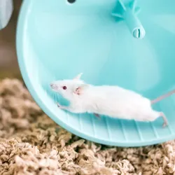 Mouse running on exercise wheel.