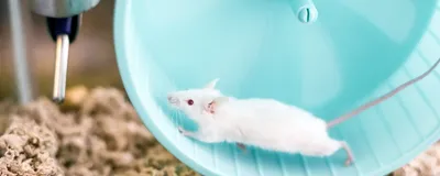 Mouse running on exercise wheel.