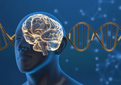 3D illustration of a blue, transparent human silhouette with a light yellow brain visible in their skull on a blue background with a gold DNA strand running behind them. 