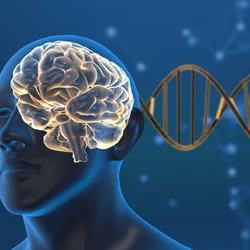 3D illustration of a blue, transparent human silhouette with a light yellow brain visible in their skull on a blue background with a gold DNA strand running behind them. 