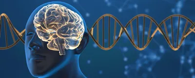 3D illustration of a blue, transparent human silhouette with a light yellow brain visible in their skull on a blue background with a gold DNA strand running behind them. 
