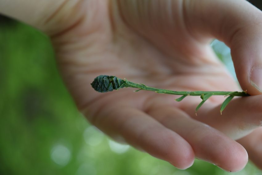 A young cone from Metasequoia glyptostroboides. Studying such plants helped identify the genes that drove seed evolution.