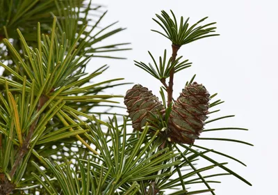 Cones of Sciadopitys verticillata (Japanese umbrella-pine) and its pointed leaves against the background of the sky. 