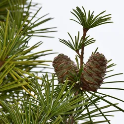 Cones of Sciadopitys verticillata (Japanese umbrella-pine) and its pointed leaves against the background of the sky. 