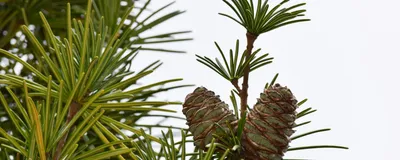 Cones of Sciadopitys verticillata (Japanese umbrella-pine) and its pointed leaves against the background of the sky. 