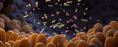 A depiction of gut microbes in different colors inside the intestines. A depiction of gut microbes in different colors inside the intestines.