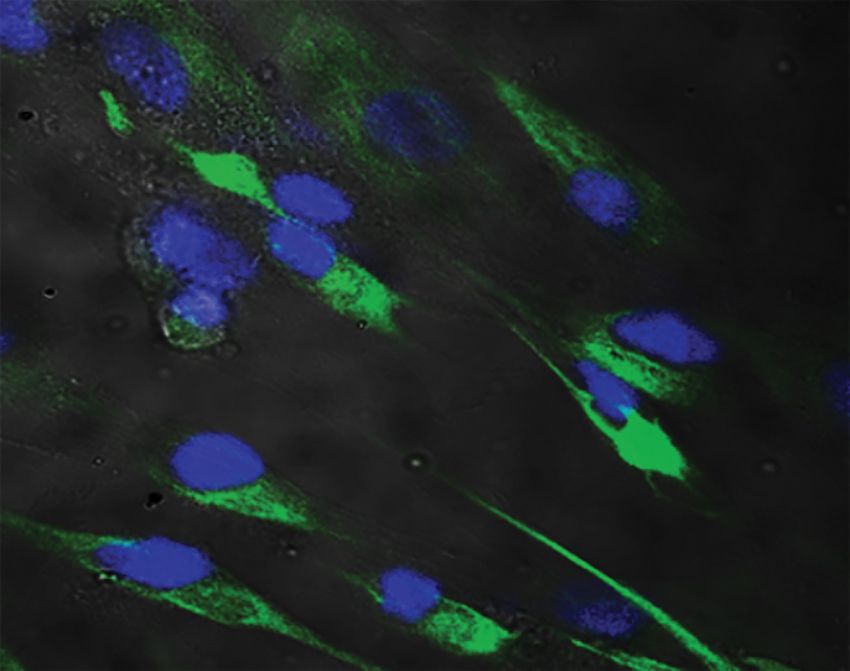 Immunofluorescence image showing green and blue-colored dental pulp stem cells.