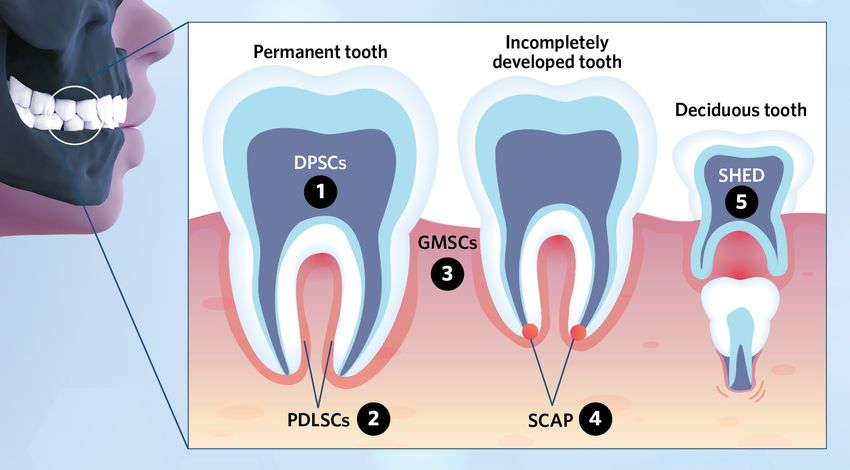 Illustration showing the different parts of various types of teeth that house different stem cell populations.