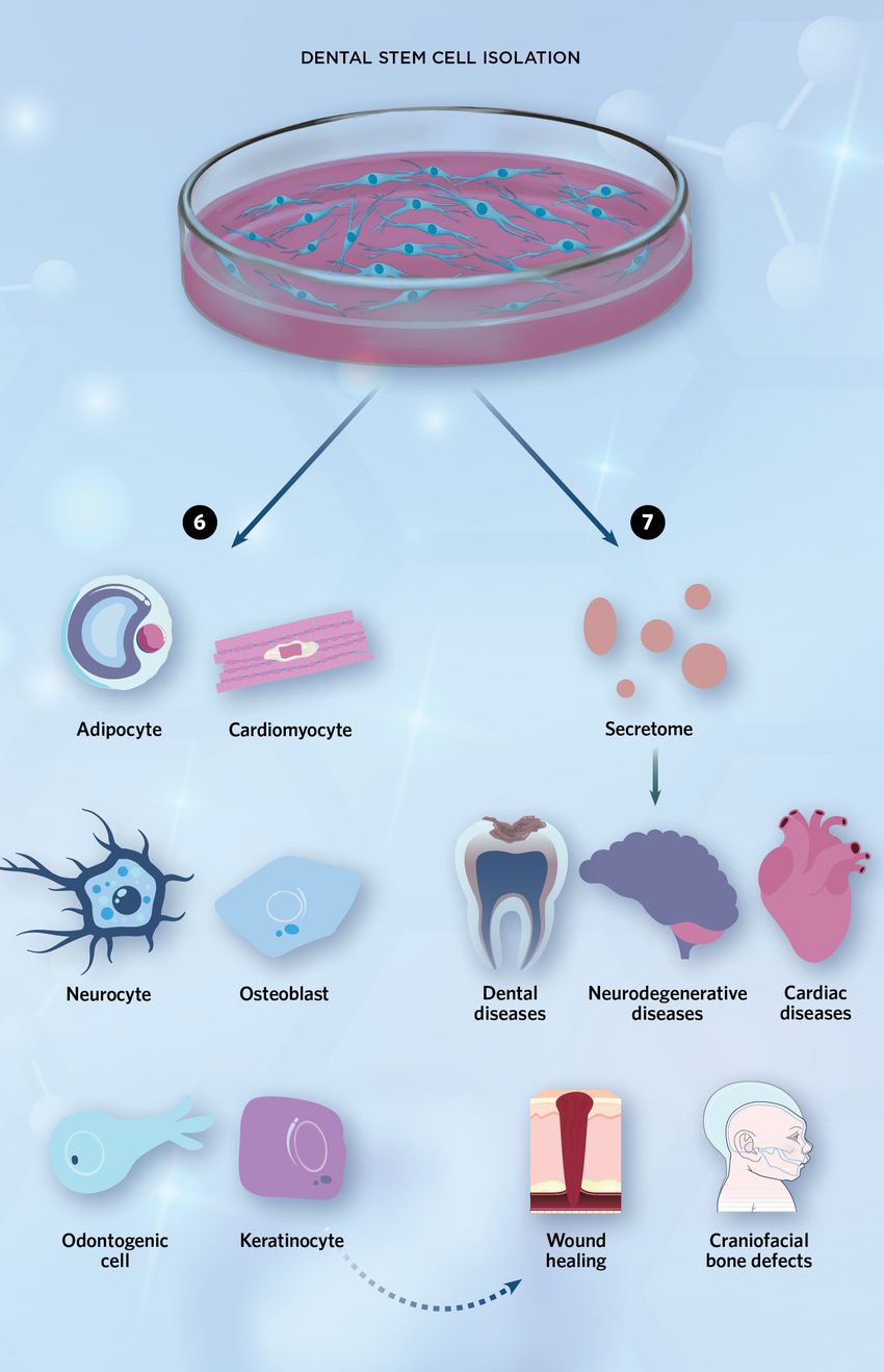 When isolated from teeth and cultured in vitro under appropriate conditions, dental stem cells secrete biologically active factors that exhibit therapeutic properties (right). Under specific molecular conditions, dental stem cells give rise to several cell types, which could potentially have therapeutic applications.