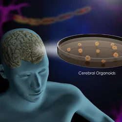 Illustration of human neural organoids in a dish.