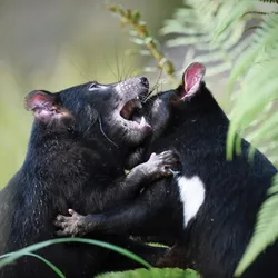 Tasmanian devil pair fight Tasmanian devil pair fight