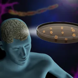Illustration of human neural organoids in a dish.