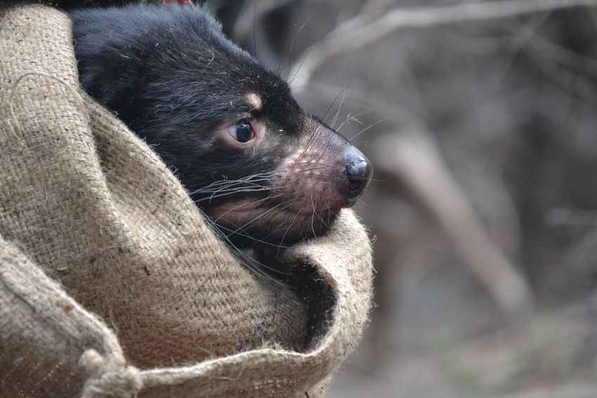 Image of the side profile of a Tasmanian devil wrapped in burlap.