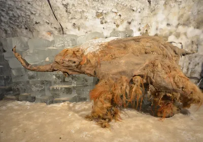 Many consider 39,000-year-old Yuka to be one of the best-preserved woolly mammoths discovered to date. Tusk hunters unearthed Yuka in the northern Siberian permafrost in 2010, and it has been on display in frozen conditions at the Yakutsk State Museum in Moscow since 2014.