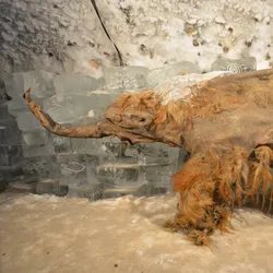 Many consider 39,000-year-old Yuka to be one of the best-preserved woolly mammoths discovered to date. Tusk hunters unearthed Yuka in the northern Siberian permafrost in 2010, and it has been on display in frozen conditions at the Yakutsk State Museum in Moscow since 2014.