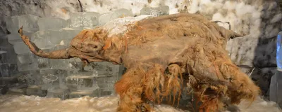 Many consider 39,000-year-old Yuka to be one of the best-preserved woolly mammoths discovered to date. Tusk hunters unearthed Yuka in the northern Siberian permafrost in 2010, and it has been on display in frozen conditions at the Yakutsk State Museum in Moscow since 2014.