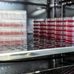 Various cell culture containers, including dishes and flasks, filled with media and stacked inside an incubator. Various cell culture containers, including dishes and flasks, filled with media and stacked inside an incubator.