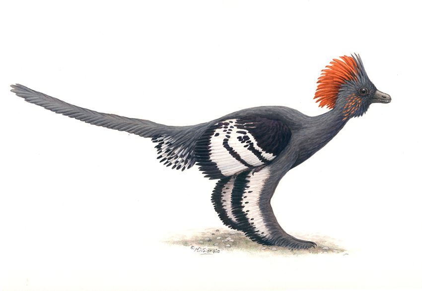 An illustration of Anchiornis, the small, bird-like dinosaur with its mostly grey body, black-and-white wings, and reddish-brown crest.