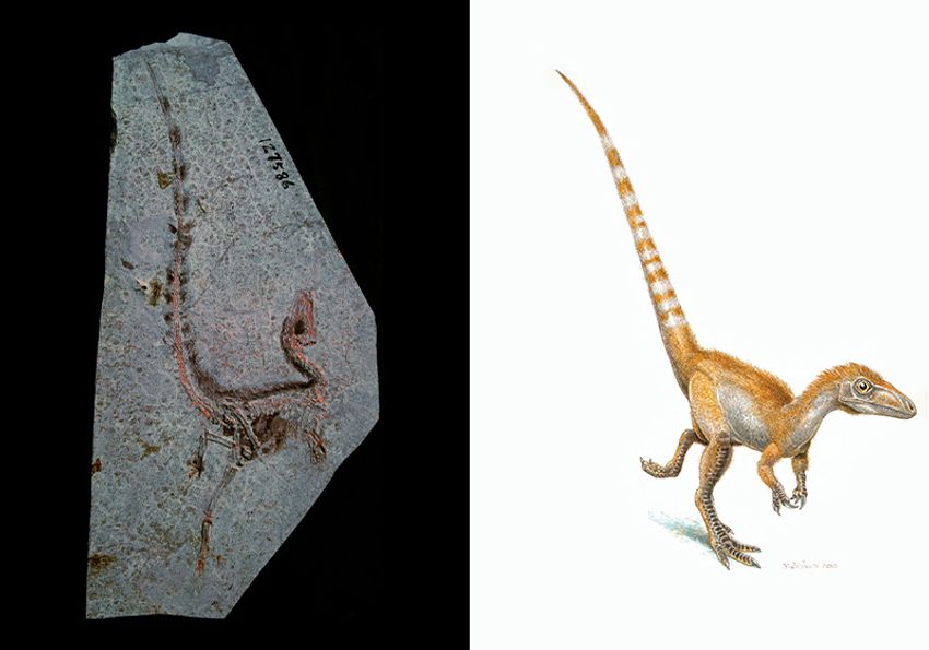 Sinosauropteryx fossil (left) and a paleoartist’s interpretation of what the dinosaur might have looked like in life (right).