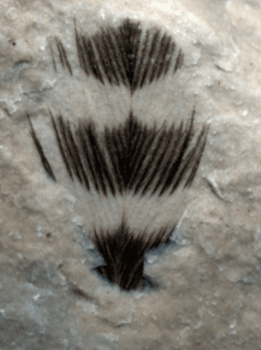 Image of the approximately hundred-million-year-old bird feathers with distinct black-and-white patterns that Vinther and Briggs used in their proof-of-concept study
