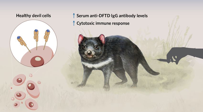 Image including a callout of healthy devil cells, which have three MHC class I molecules on the cell surface (left). The right side of the image depicts a healthy Tasmanian devil being injected with killed tumor cells. There are text callouts showing an increase of serum anti-DFTD IgG antibody levels and a cytotoxic immune response following this immunization.