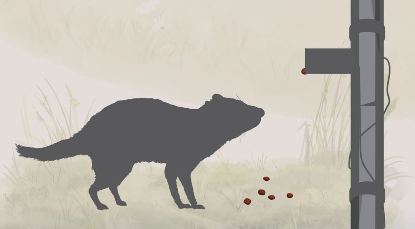 Image of a Tasmanian devil silhouette in front of an automated bait dispenser. There is one bait (brown) coming out of the dispenser, while five more pieces of bait are on the ground in front of the Tasmanian devil.