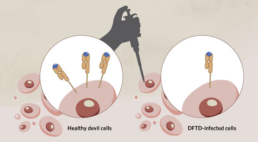 Image of two callouts side by side. The left side depicts healthy Tasmanian devil cells with MHC class I molecules on the cell surface. The right side depicts how next-gen vaccines can enhance MHC class I molecules on DFTD-infected cells. It shows an infected cell now with one MHC class I molecule on its surface. A grey silhouette of a hand holding a pipette “injects” the cells.