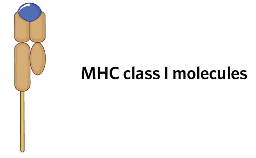 Image of a major histocompatibility complex (MHC) class I molecule
