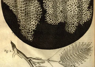 Image from Robert Hooke’s “Micrographia” book showing the drawing of cork cells. This was the first description of a cell.