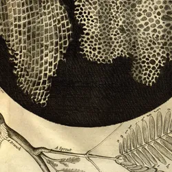 Image from Robert Hooke’s “Micrographia” book showing the drawing of cork cells. This was the first description of a cell.