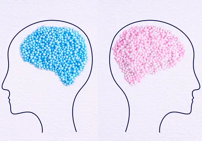 Blue balls in the shape of a brain fit inside a drawing of a male person in profile, and pink balls in the shape of a brain fit inside of a drawing of a female person in profile, representing sex differences in the brain.