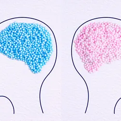 Blue balls in the shape of a brain fit inside a drawing of a male person in profile, and pink balls in the shape of a brain fit inside of a drawing of a female person in profile, representing sex differences in the brain.