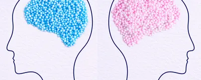 Blue balls in the shape of a brain fit inside a drawing of a male person in profile, and pink balls in the shape of a brain fit inside of a drawing of a female person in profile, representing sex differences in the brain.