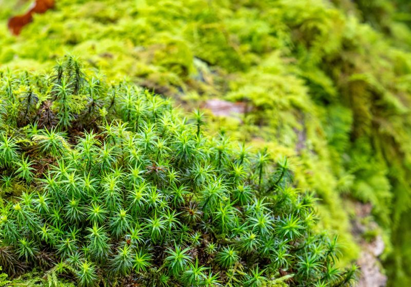 Tough Moss Spores Weather Space’s Harsh Conditions